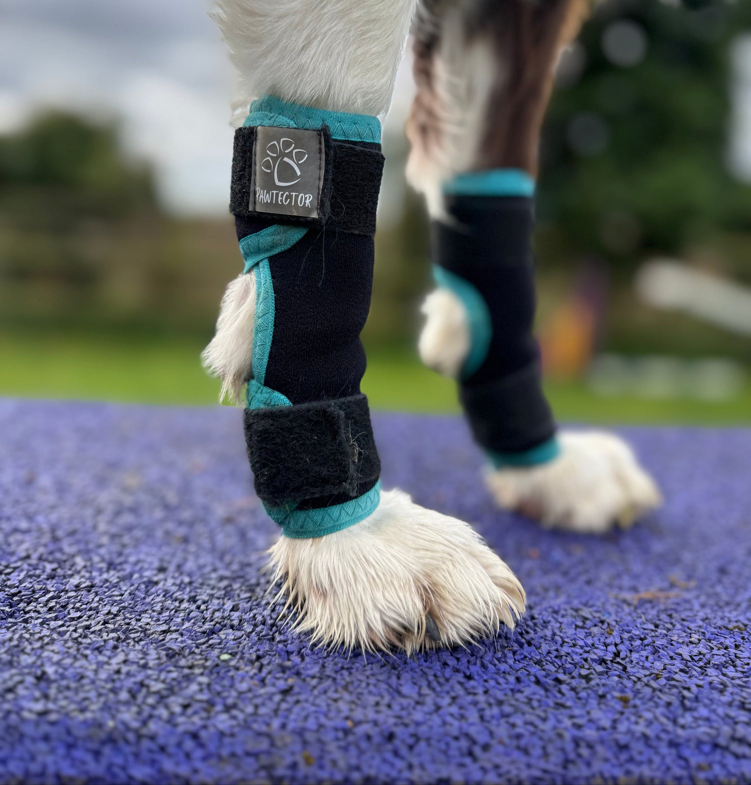 Pawtector turquoise CarpiFlex dog wrist wraps for joint support – side view on dog leg outdoors