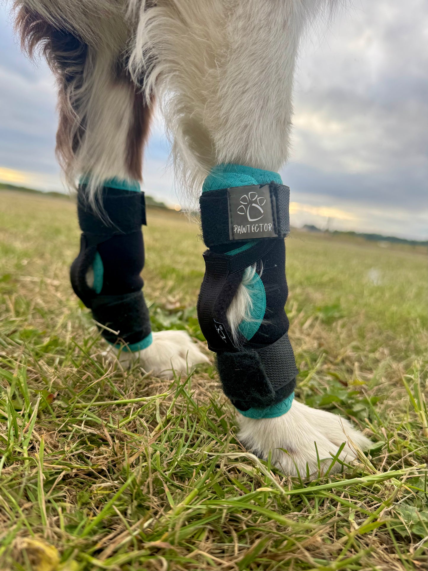 Dog leg with protective wraps in a grassy field