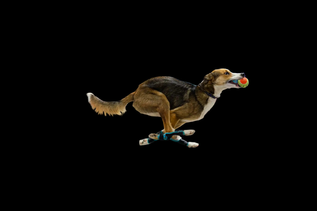 A dog running a track event on a wheeled mobility scooter, holding a red ball in its mouth, with a white Antinol timing gate on the left and spectators behind a metal barrier.