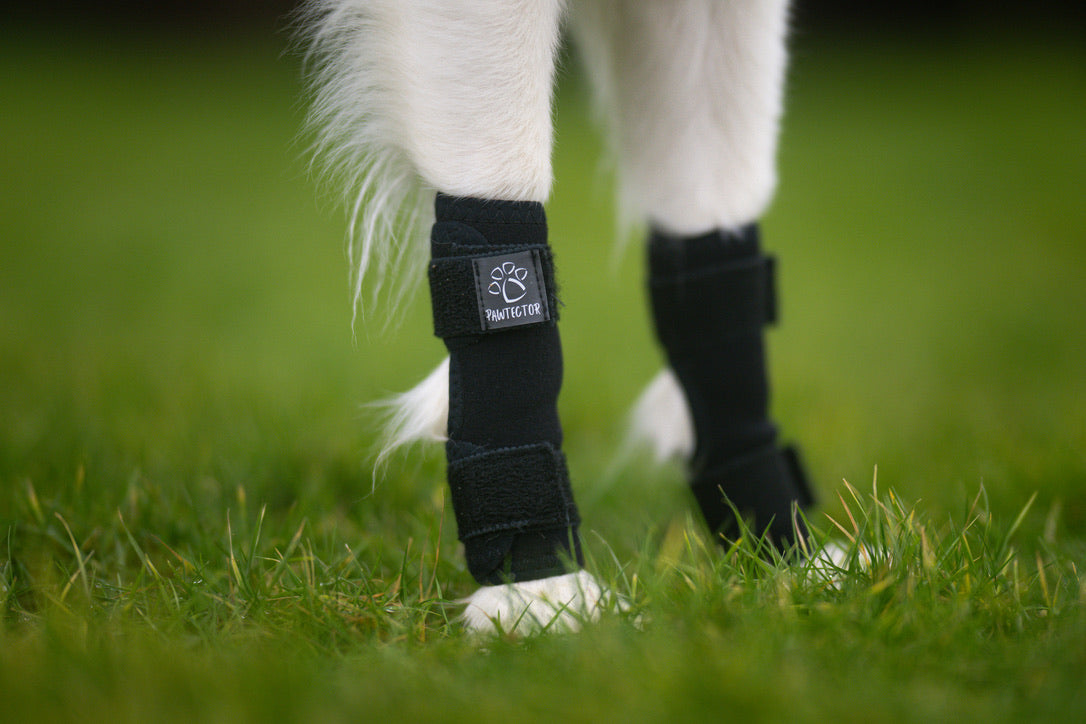 Black Pawtector CarpiFlex wrist wrap on dog’s front leg for joint support, photographed on grass