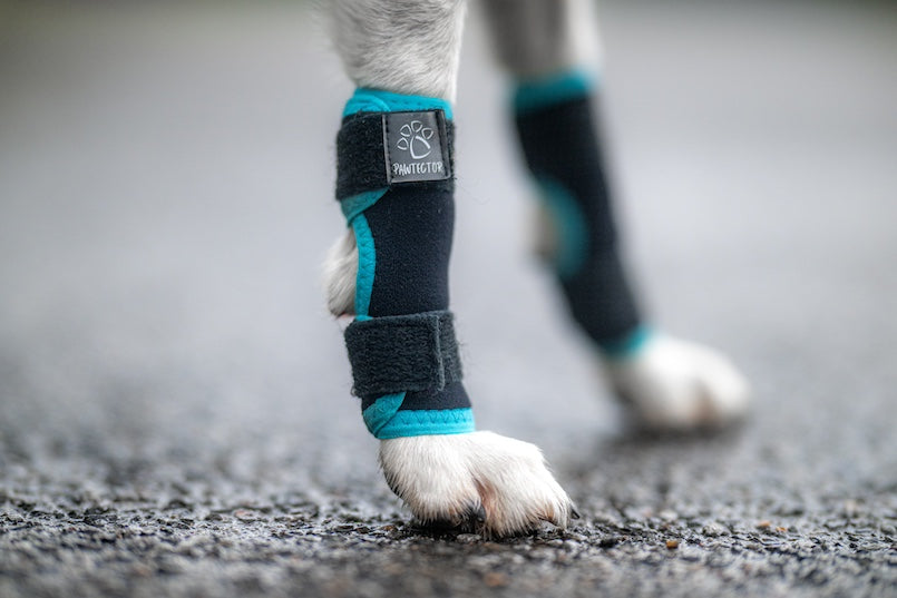 Turquoise Pawtector CarpiFlex wrap on dog’s front leg for joint support, photographed on tarmac