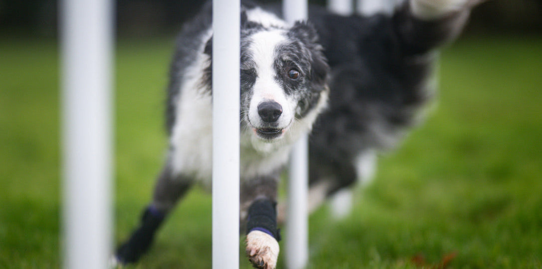 Border Collie weaving through agility poles wearing Pawtector wrist wraps on grass field
