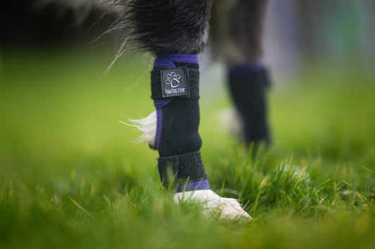 Purple Pawtector CarpiFlex wrist wrap on dog’s front leg for joint support, shown on grass